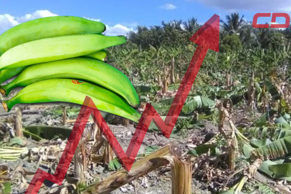 Se indicó que Inespre adquirió 14 millones de plátanos a productores afectados por ventarrón. Foto CDN Digital