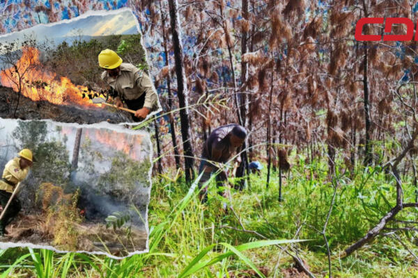 Restauración de unas 100 tareas del Parque Nacional José del Carmen Ramírez. Foto CDN Digital