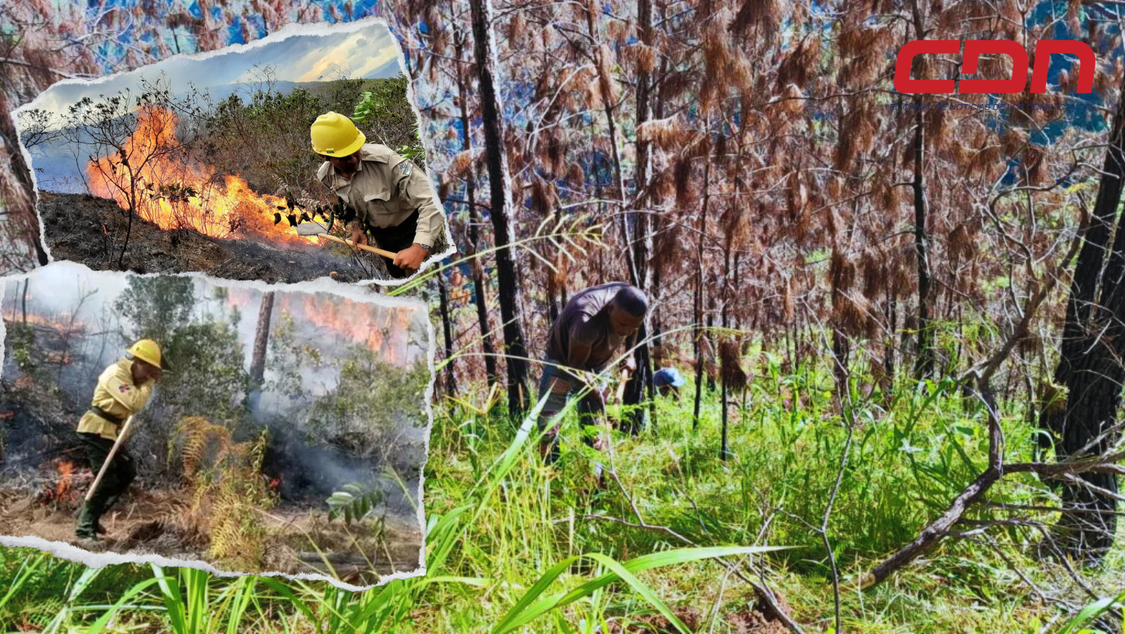 Restauración de unas 100 tareas del Parque Nacional José del Carmen Ramírez. Foto CDN Digital