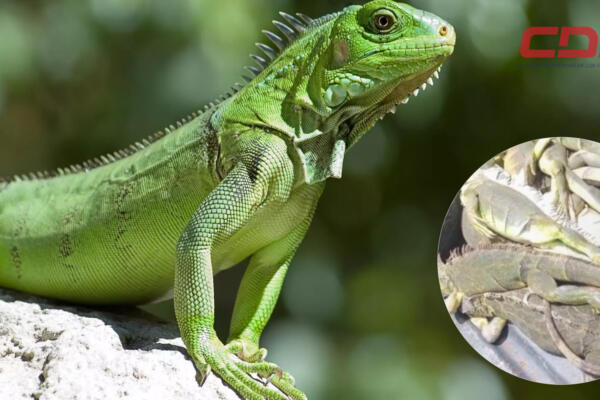 Al menos diez iguanas verdes fueron recuperadas en varias plantaciones agrícolas donde las mismas se alimentaban. Foto CDN Digital