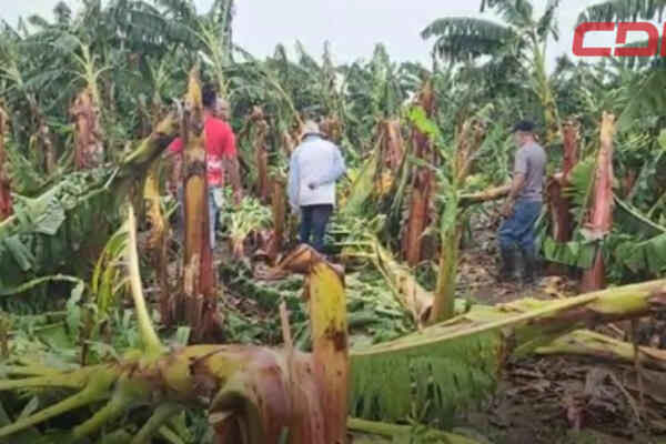 El ventarrón registrado causó pérdidas millonarias a los productores de esa zona. Foto CDN Digital