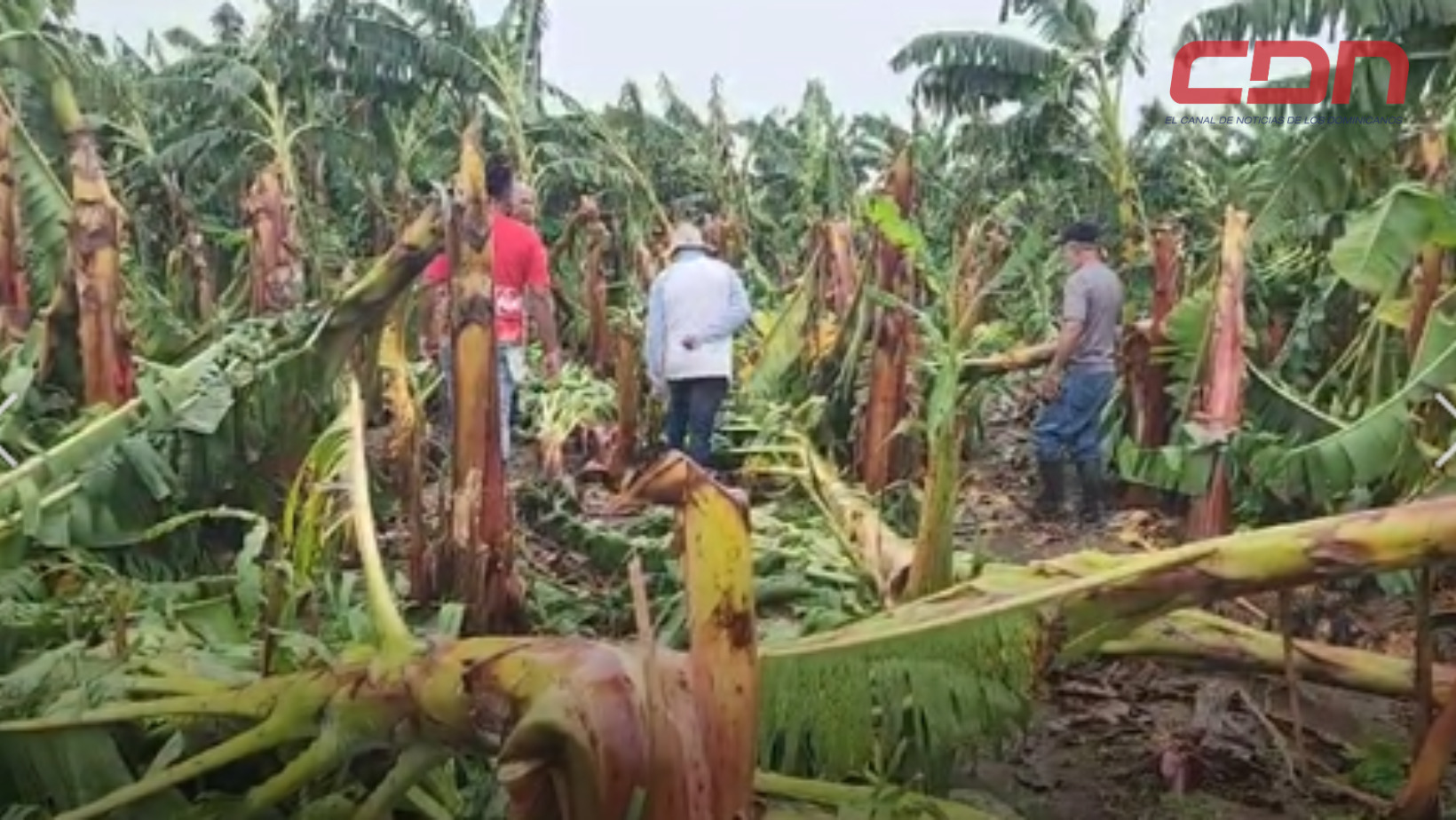 El ventarrón registrado causó pérdidas millonarias a los productores de esa zona. Foto CDN Digital