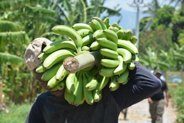 Ciudadano compró un racimo de guineos
Foto: fuente externa