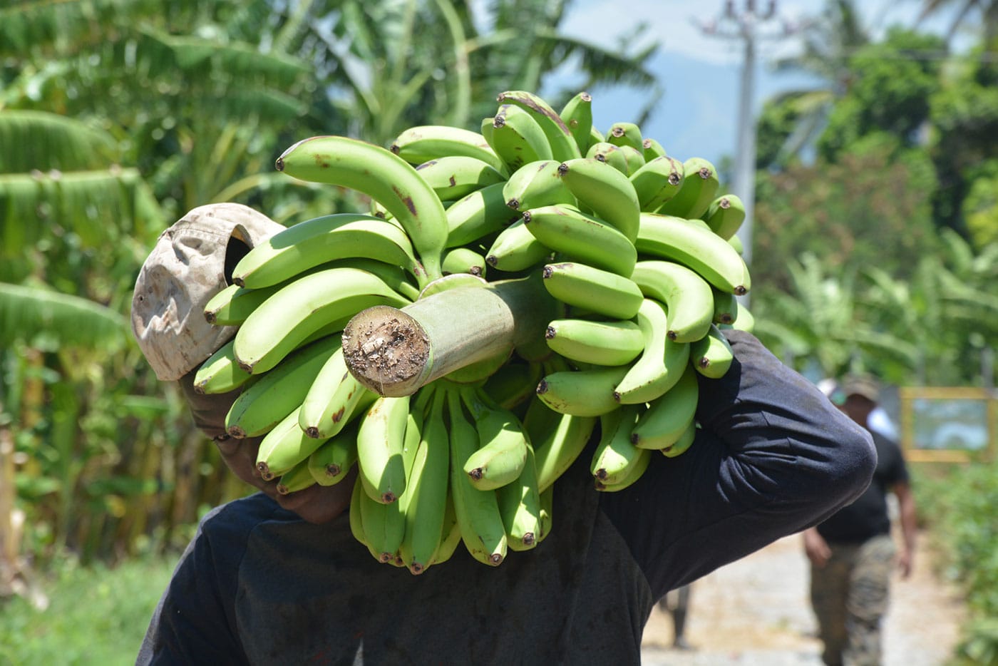 Conozca aquí donde comprar guineítos verdes baratos