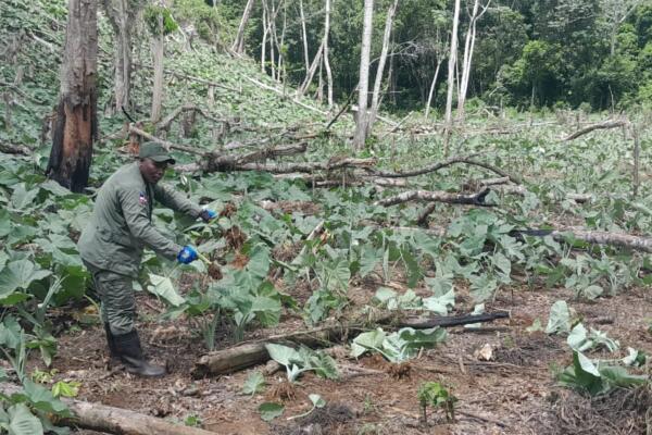 Área intervenida por Medio Amnbiente en Los Haitises. 
Foto: fuente externa