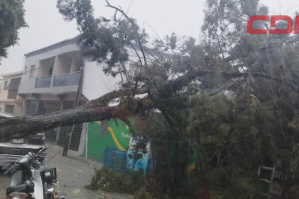 Árboles caídos luego de fuerte ventarrón registrado en la provincia Jarabacoa. Foto CDN Digital