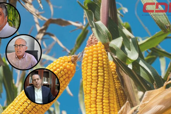 Los diversos sectores consideran que se debe incentivar la producción del maíz. Foto CDN Digital