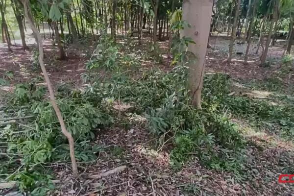 Alcaldía del Distrito Nacional no autorizó tala de árboles en el Mirador Sur. (foto: CDN)
