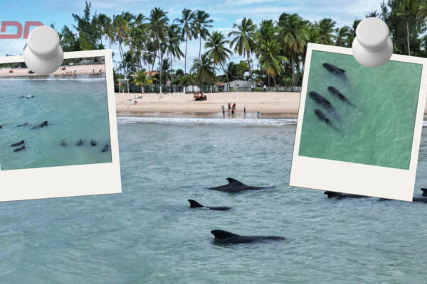 Veinte ballenas quedan varadas cerca de una playa en el noreste de Brasil, según indicaron fuentes del equipo de biólogos y veterinarios. Foto: CDN Digital
