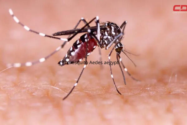 Mosquito Aedes aegypti