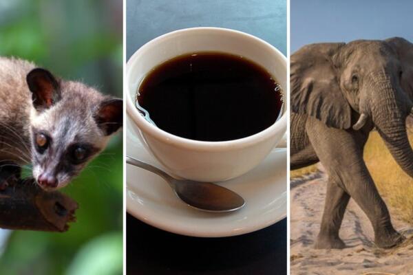 ¿Conoces el origen del café más caro del mundo?
