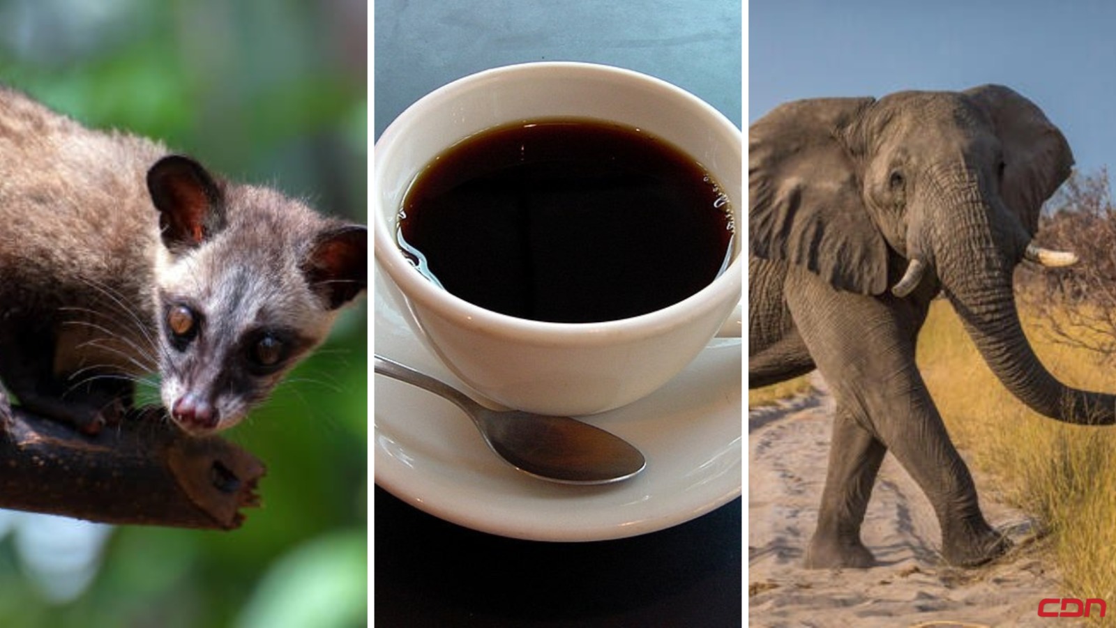¿Conoces el origen del café más caro del mundo?