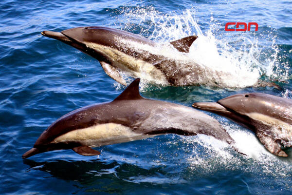 Hoy es Día Mundial de las Ballenas y los Delfines. (foto, fuente externa)