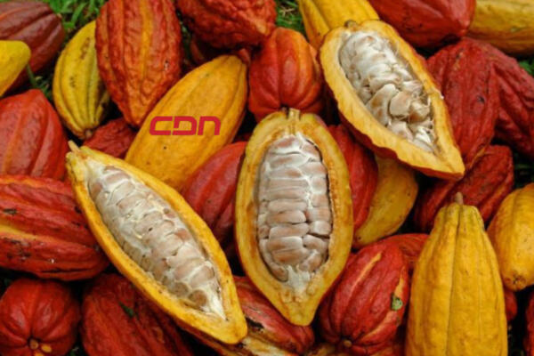 Agricultura impulsa producción de cacao en la región este