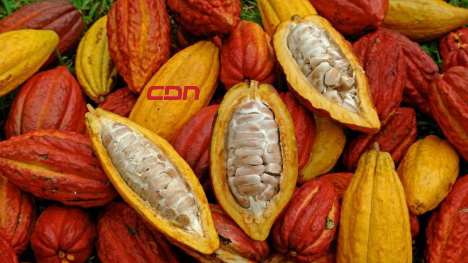 Agricultura impulsa producción de cacao en la región este