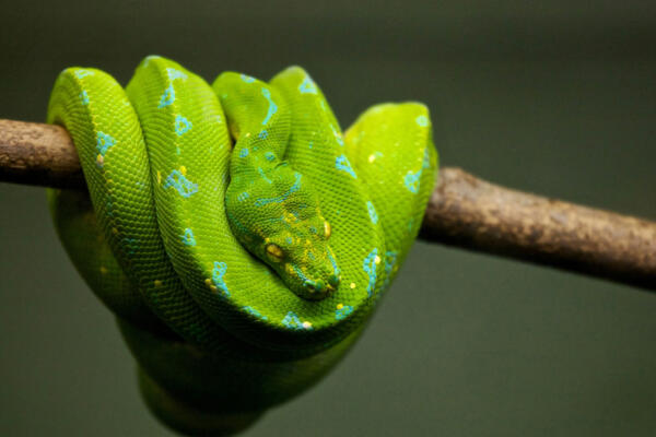 Hoy es Día Mundial de la serpiente. (foto, fuente externa)
