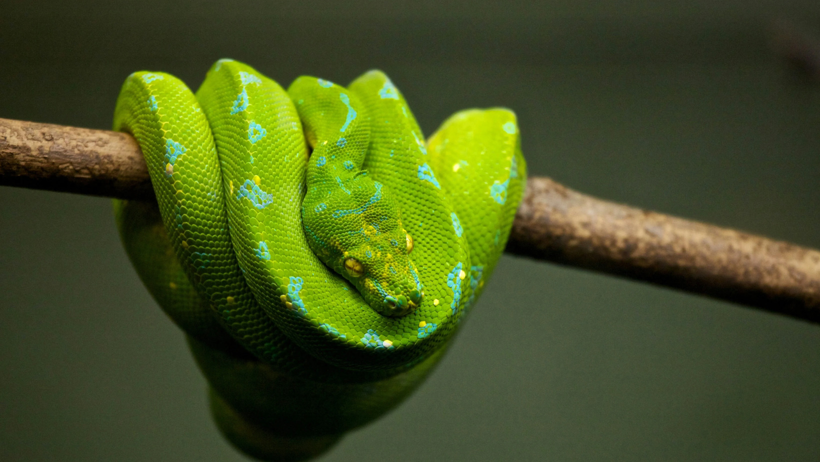 Hoy es Día Mundial de la serpiente. (foto, fuente externa)