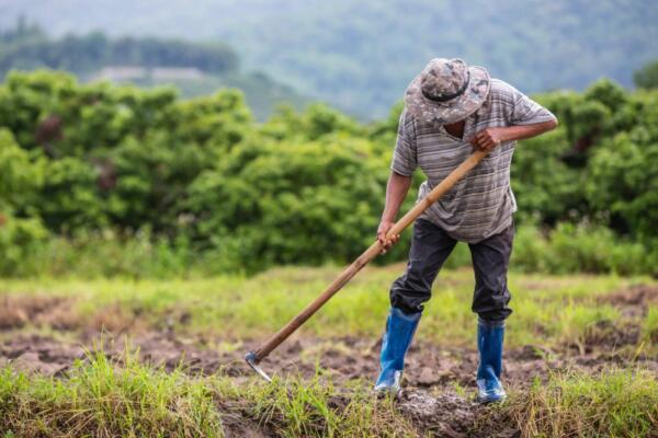 Según encuesta, el 98 % de los inmigrantes en la fuerza laboral del sector agrícola son hombres