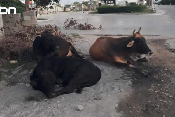 Las vacas se adueñan de la avenida Casandra Damirón en Barahona, provocando accidentes de tránsito, algunas de ellas fatales en la zona. Foto: CDN Digital