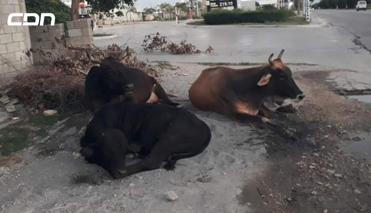 Vacas se adueñan de la avenida Casandra Damirón en Barahona