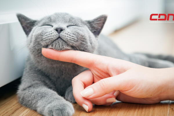 Hoy es Día Internacional de los Gatos