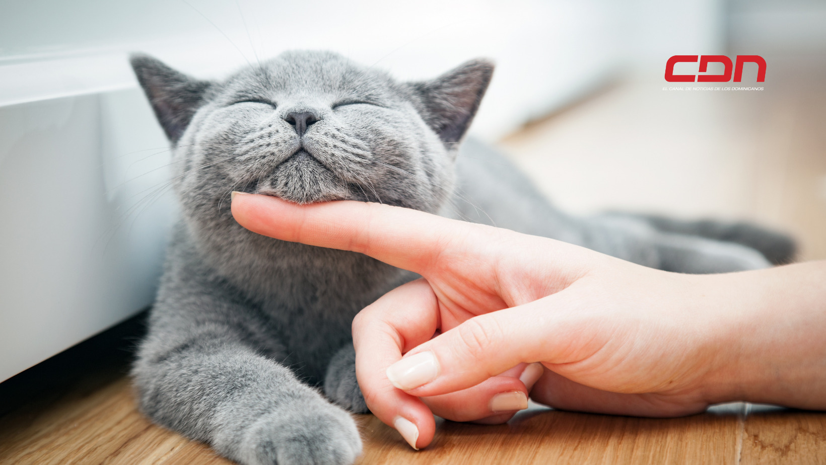 Hoy es Día Internacional de los Gatos
