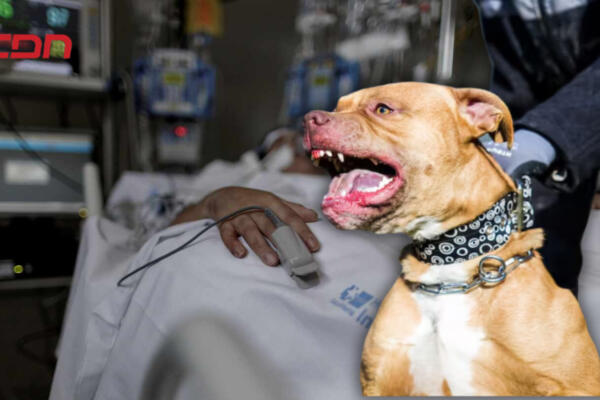 Hombre entra a una propiedad privada a robar y perros pitbull le dan 