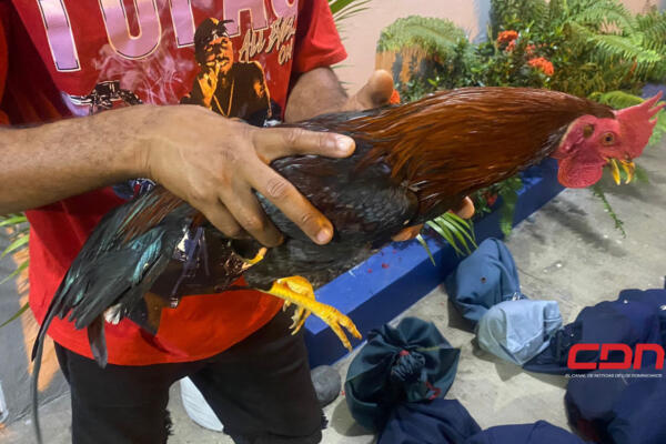 Recuperan gallos de pelea robados en Bonao