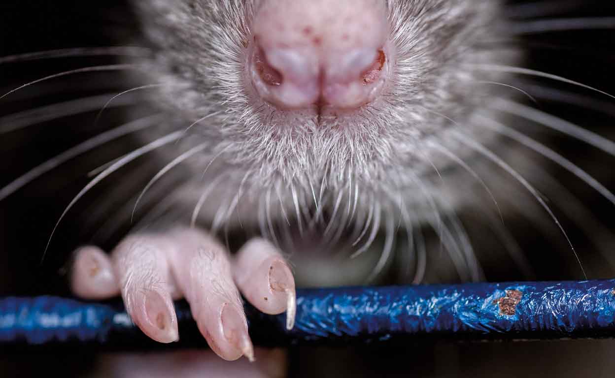 Bebé casi muere por 50 mordeduras de rata: encarcelan al padre