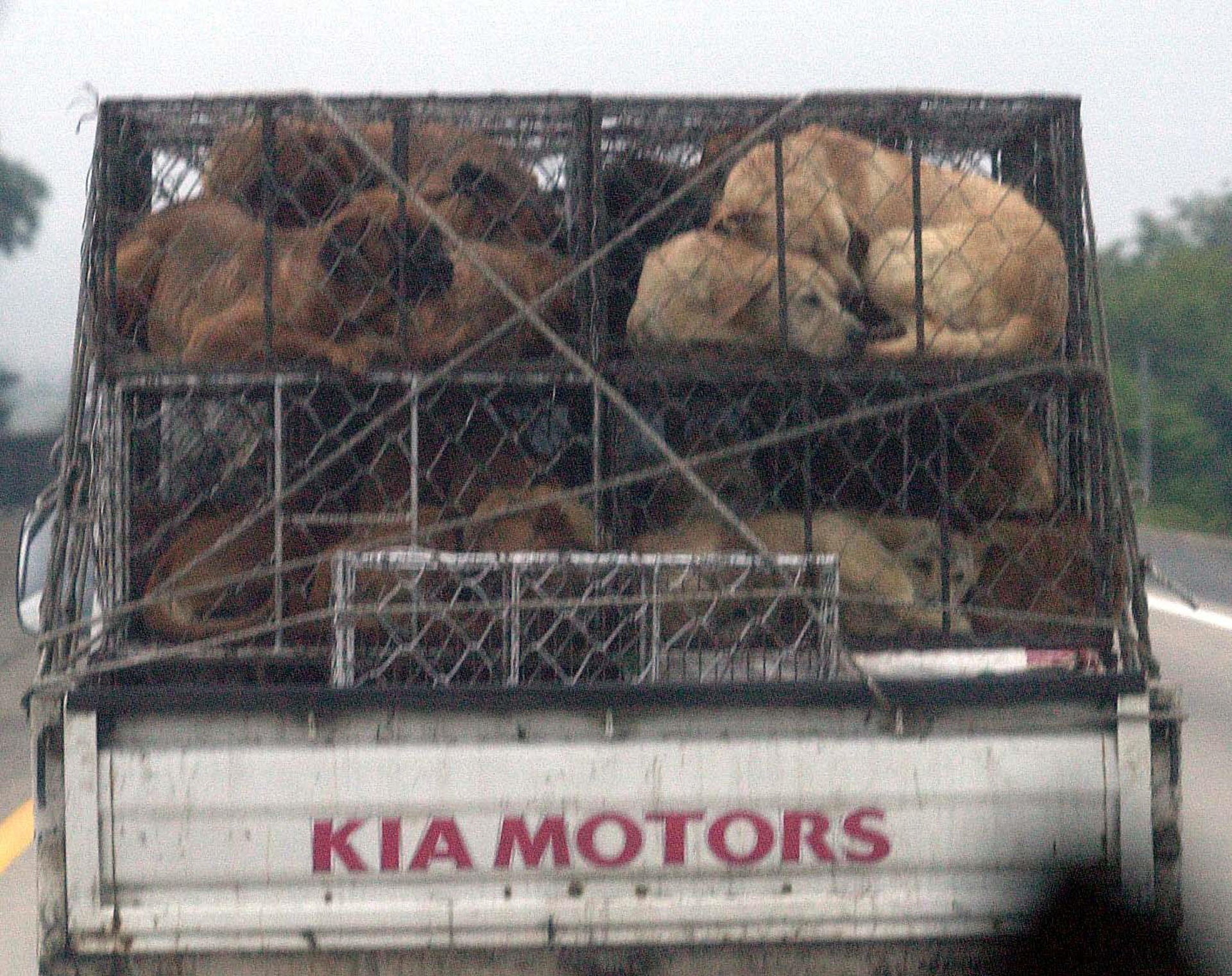 Corea del Sur prepara una inversión de unos 82 millones de dólares con la esperanza de terminar con el consumo de la carne de perro.