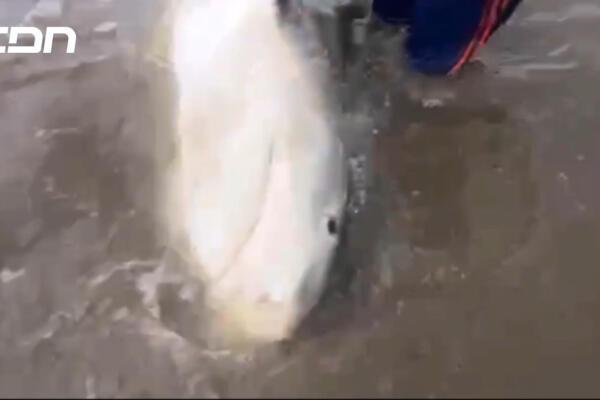 Encuentran tiburón de casi dos metros en la costa de Sabana de la Mar. El suceso fue transmitido en vivo por dos jóvenes a través de Facebook. Foto: CDN Digital
