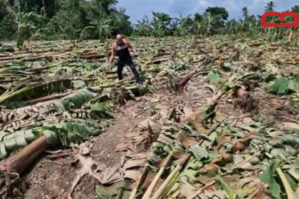 El ventarrón registrado en Mao provocó daños a miles de plantaciones de banano y plátano