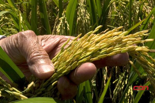 No hay escasez de arroz en RD, asegura Adofa. (foto, fuente externa)