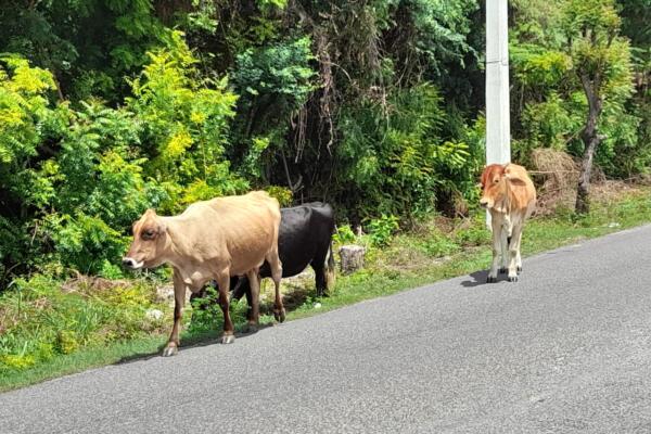 Estos animales ambulantes representan un peligro para los conductores, pudiendo provocar accidentes. 