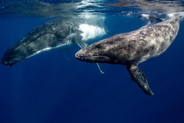 La dedicación del país a la protección y el estudio de las ballenas resalta su compromiso con la conservación ambiental.