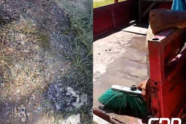 Denuncian condiciones insalubres en el matadero de Sabana de la Mar