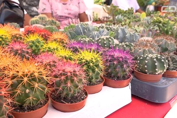 Plantas en Festival celebrado en el Jardín Botánico Nacional. Foto: CDN Digital