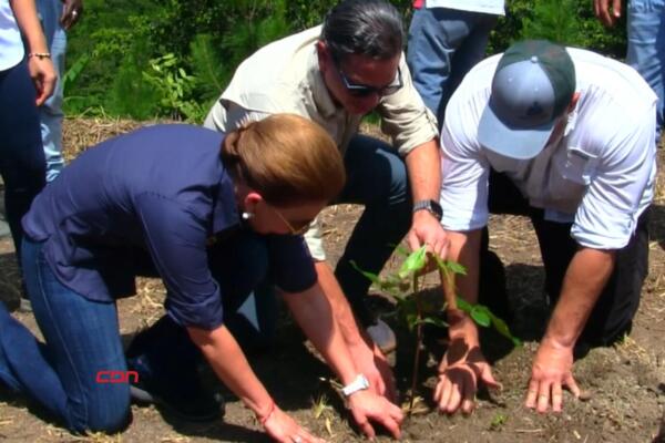 Comienza jornada de reforestación en Tábara Arriba de Azua. (foto, CDN)