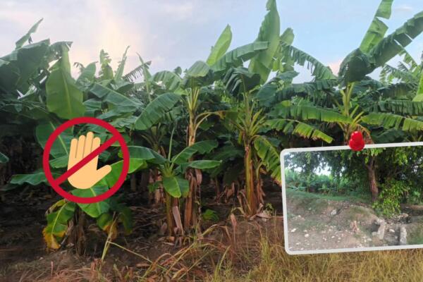 En Azua, en el distrito municipal Tábara Abajo, un ciudadano y agricultor denuncia es presionado para ceder una parte de sus terrenos.