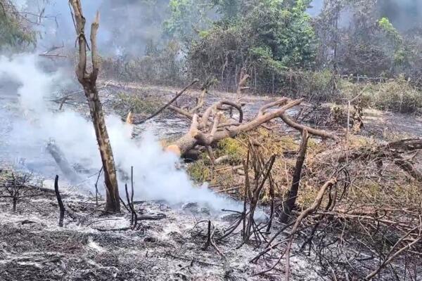 Acusan a haitianos de provocar daños en bosque de San Francisco de Jacagua  