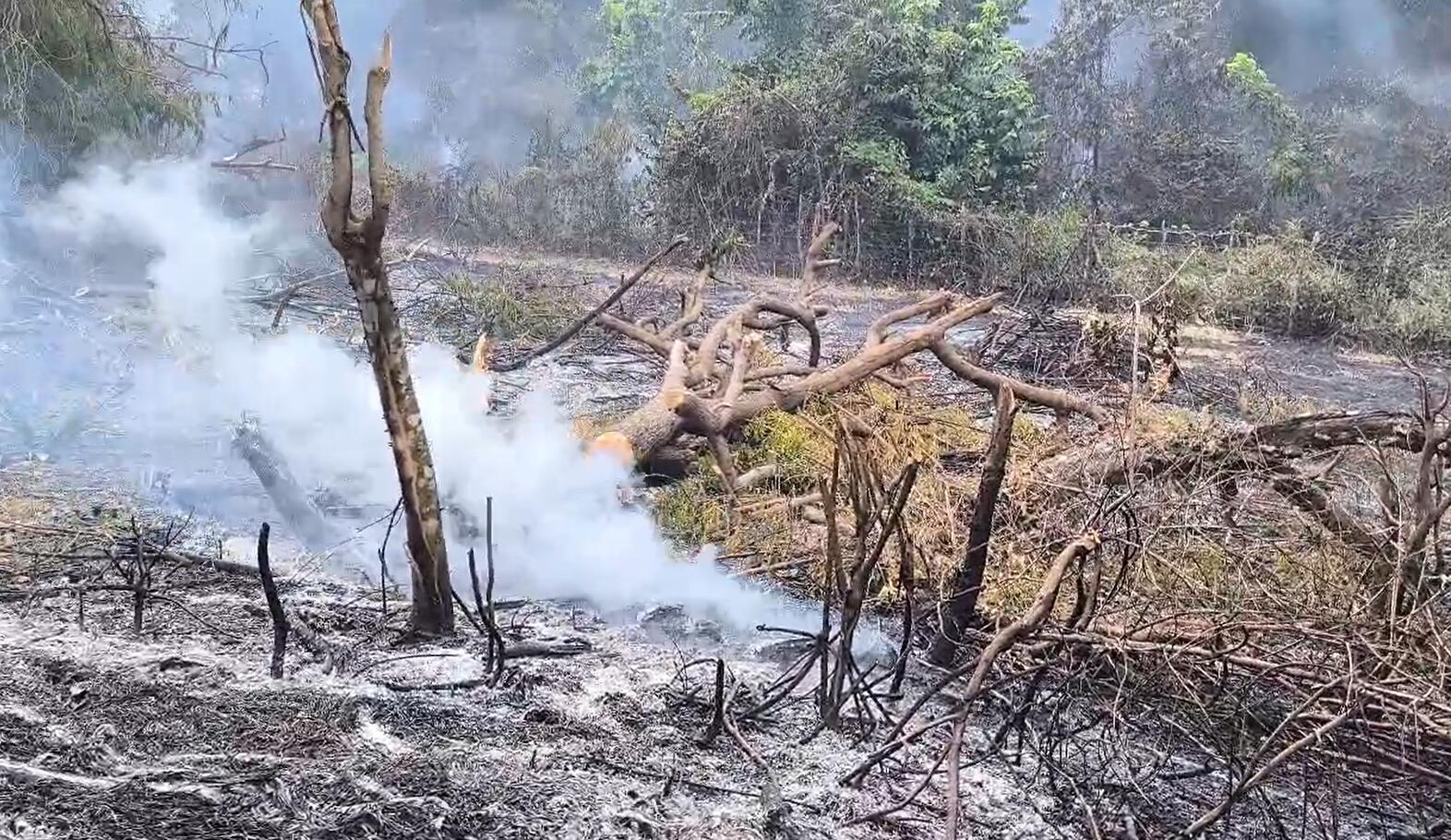 Acusan a haitianos de provocar daños en bosque de San Francisco de Jacagua  