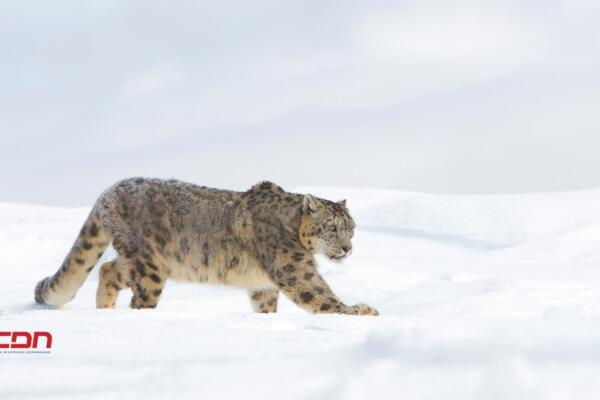Hoy es Día del Leopardo de Las Nieves.(foto, fuente externa)
