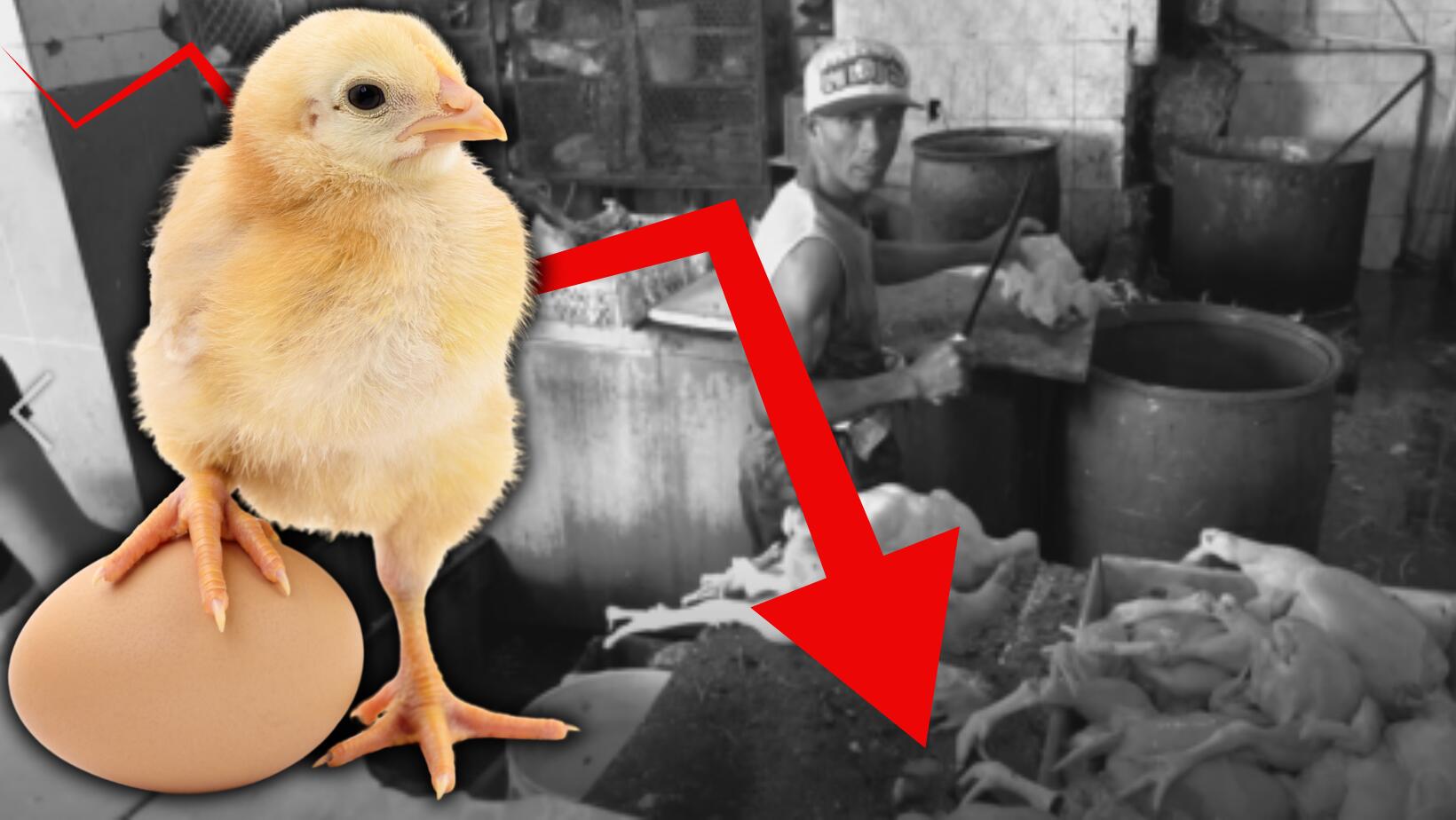 Sobreproducción de pollo