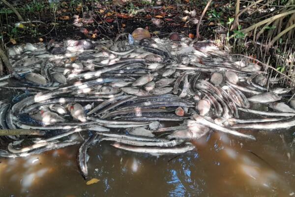Muerte masiva de peces en Laguna Redonda, situada al norte de Miches