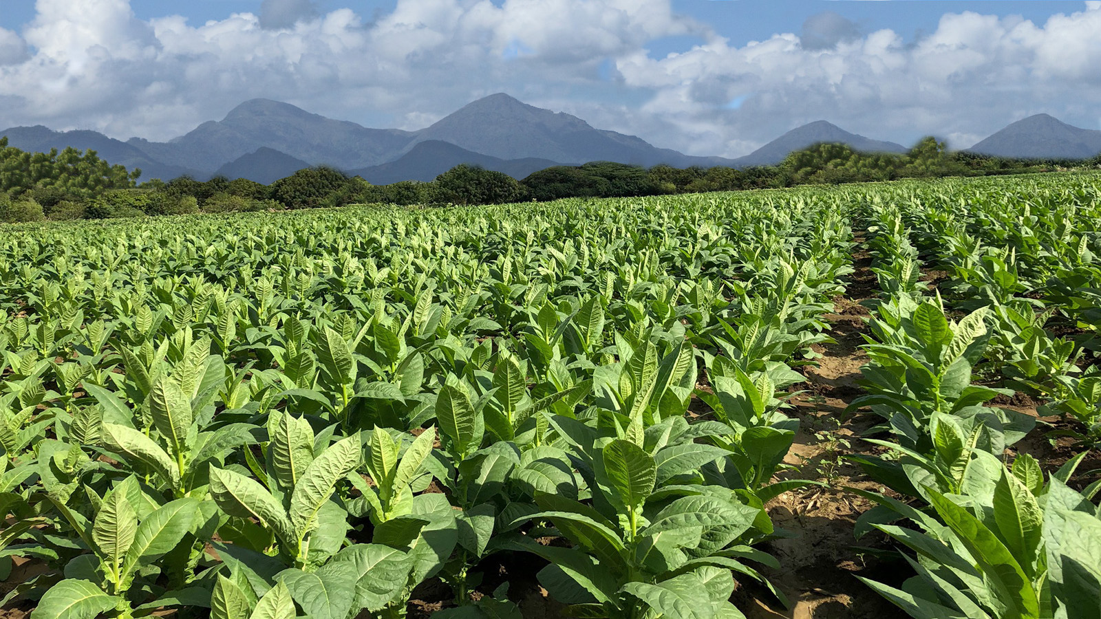 tabaco dominicano