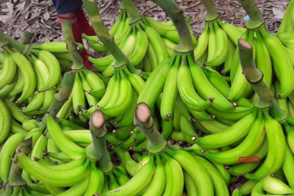 Vendedores de plátano desmienten afirmaciones de sobreproducción en La Vega.(foto, fuente externa)