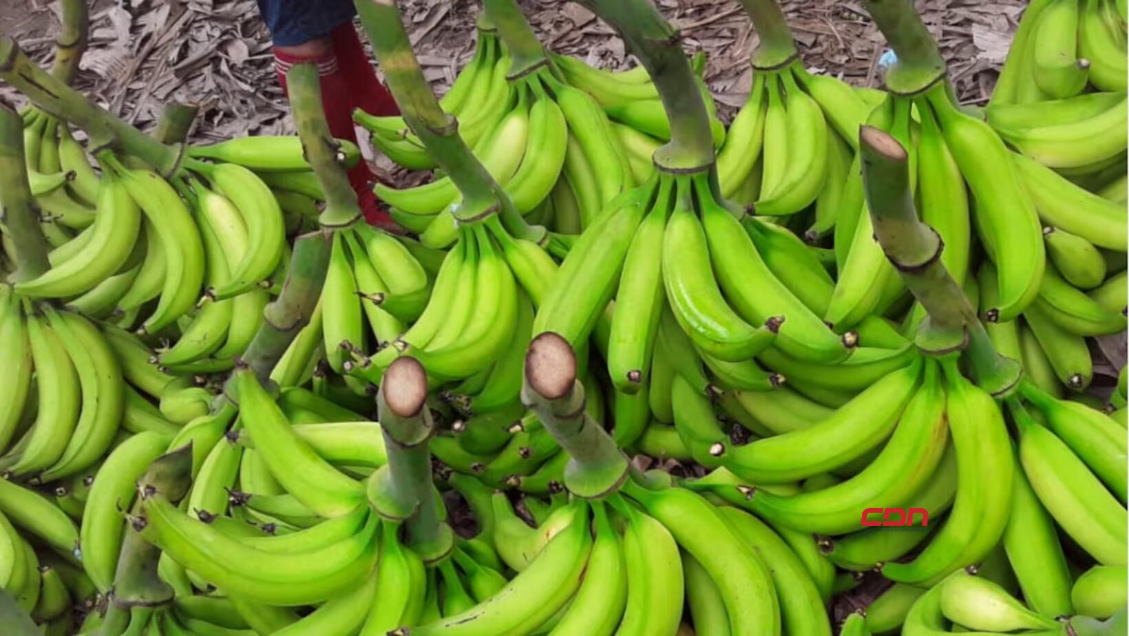 Vendedores de plátano