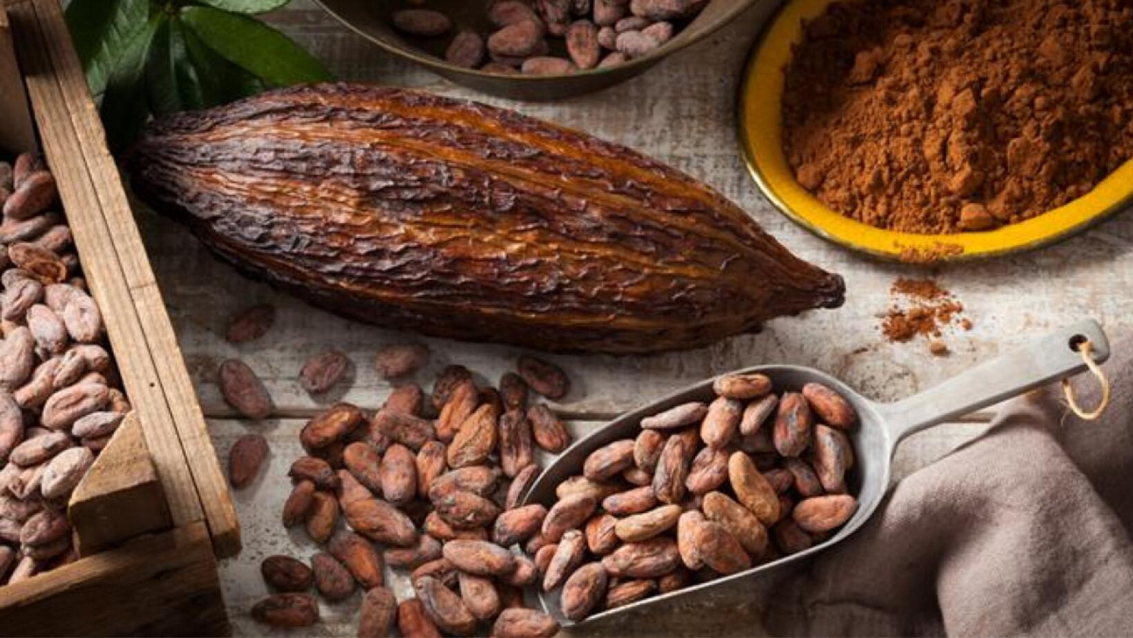 Implicaciones del sello IGDC del Cacao Dominicano