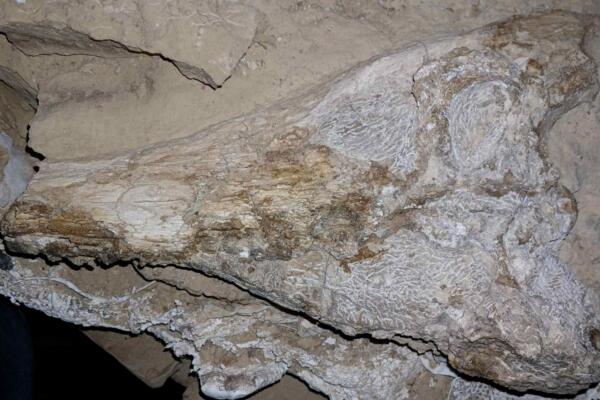 Fotografía cedida por el Instituto Geológico, Minero y Metalúrgico (Ingemmet) de un esqueleto articulado y casi completo de un cocodrilo (gavial) fósil juvenil (Perú). EFE/ Ingemmet