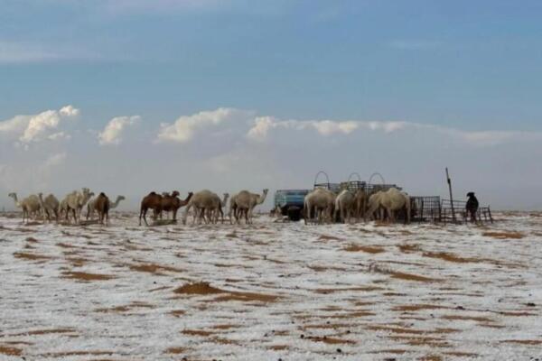 Desierto de Arabia Saudita hace historia con su primera nevada